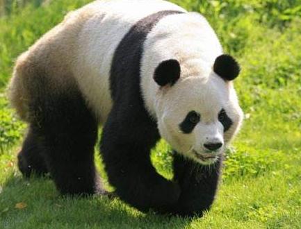 Python数据分析，必须要求掌握Pandas大熊猫